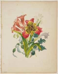 Ramo de Trompetas, de El Diccionario de Flora, 1838